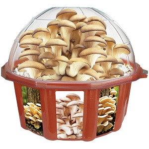 mushroom_dome