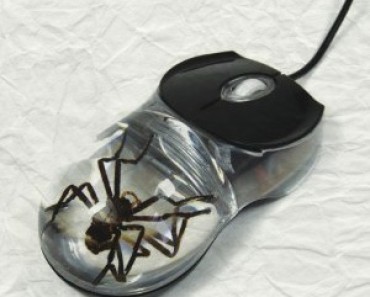 spider mouse
